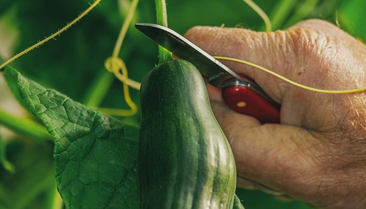 На първо място, краставицата е заместител на аспирина