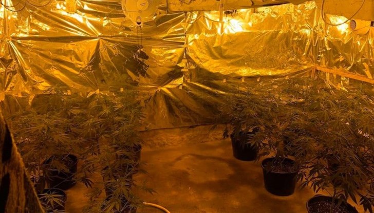 В специално оборудвано помещение са открити насаждения марихуана, а също продукти и техника, използвани за култивиране на конопеното растение