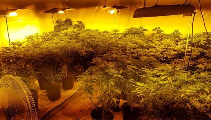 В помещения, снабдени с вентилационна инсталация и рефлекторни лампи, криминалистите открили 116 добре отгледани растения коноп В помещения, снабдени с вентилационна инсталация и рефлекторни лампи, криминалистите открили 116 добре отгледани растения коноп