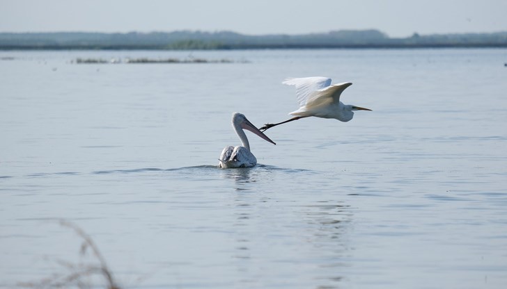 Опазването на колонията на къдроглавия пеликан е сред приоритетните дейности в резервата