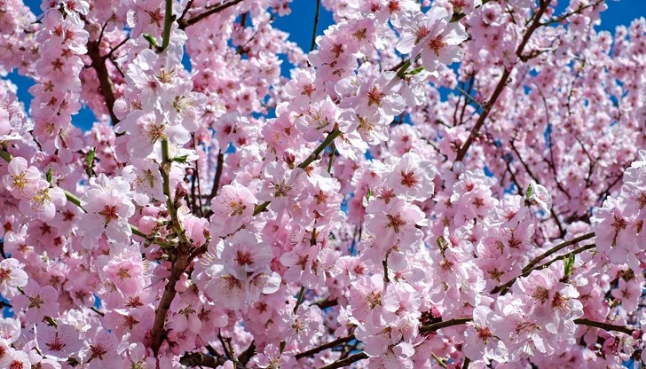 Най-много поражения върху овошките има в региона на Ловеч, Троян, Велико Търново и Русе