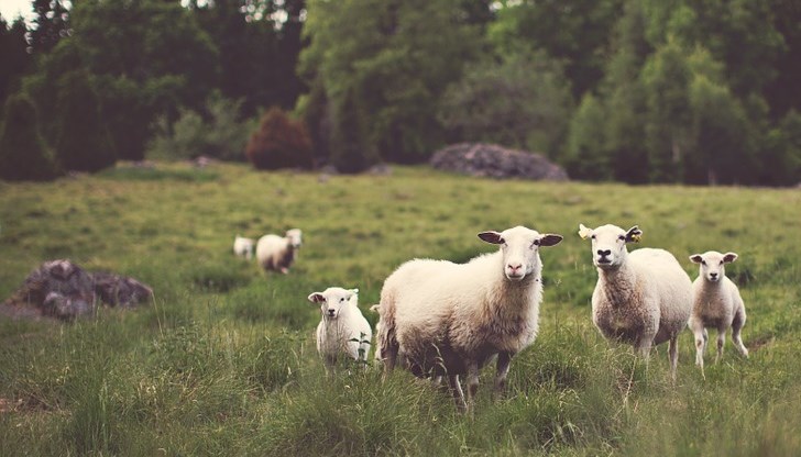 Най-съществена е разликата при търговията на едро с агнешки бут Най-съществена е разликата при търговията на едро с агнешки бут