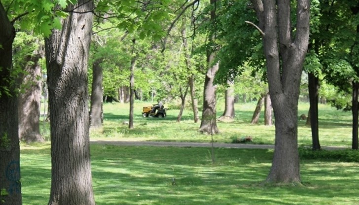 Косенето в градини, паркове, междублокови пространства и прилежащите територии на градските булеварди се извършва от служителите паралелно в шестте района на Русе