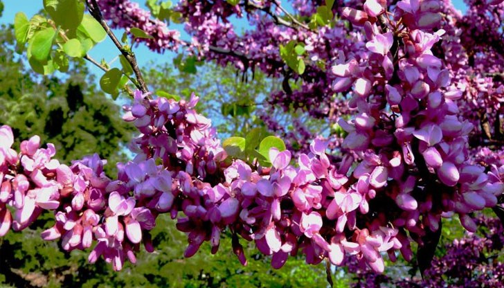 Това е един от най-красивите паркови храсти в Русе Това е един от най-красивите паркови храсти в Русе