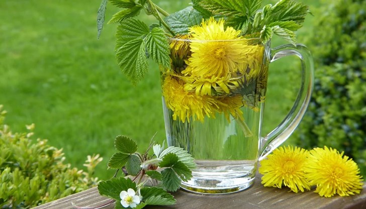 Ние често възприемаме глухарчето като плевел, само децата вият красиви пролетни венци или го използват за други развлечения Ние често възприемаме глухарчето като плевел, само децата вият красиви пролетни венци или го използват за други развлечения