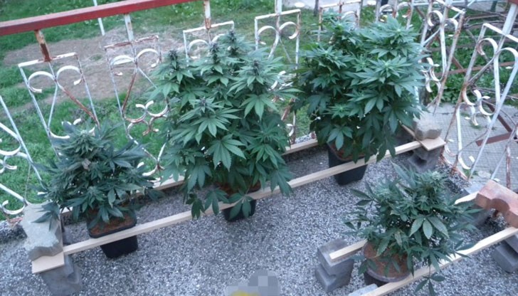 От имота са иззети голямо количество канабис и таблетки екстази