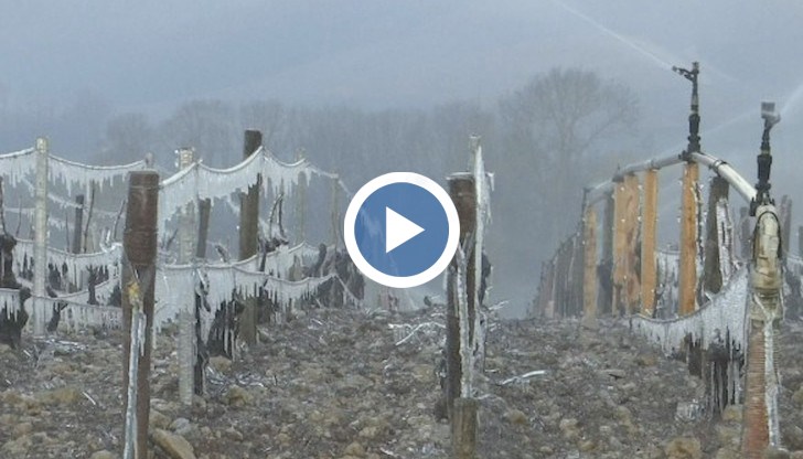 Иновативни фермери са решили да прилагат различни техники, за да спасят реколтата си