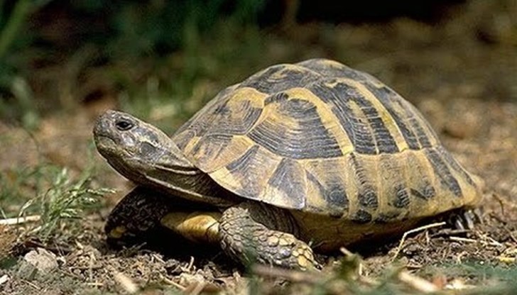 В дворно място, стопанисвано от извършителя, са намерени черупки от защитеното животно