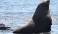 Тюлен ухапа българка в Гърция