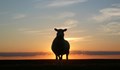 В България има стотици хиляди овце, които съществуват само виртуално