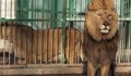Потресаващи условия за лъвовете в родните зоопаркове