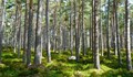 Ученици от Русе създадоха биопатрони за залесяване на гори