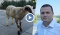 Прекръстиха спасеното агне на Пенчо Милков