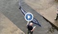 Лондочани спасиха кит, заседнал в Темза
