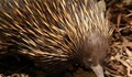 Австралийски зоопарк представи новото си бебе ехидна