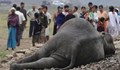 Мъртви слонове намериха в Индия
