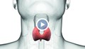 След прекаран КОВИД-19 може да има проблеми с щитовидната жлеза
