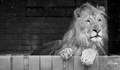 Лъвчето Терез почина няколко месеца преди да навърши четири години