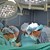 52-годишен мъж живее втори живот след среднощна трансплантация във ВМА