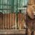Потресаващи условия за лъвовете в родните зоопаркове