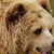 Как убиха Артур - най-голямата мечка в Румъния
