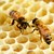 Как градското пчеларство се превърна в мода