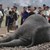Мъртви слонове намериха в Индия