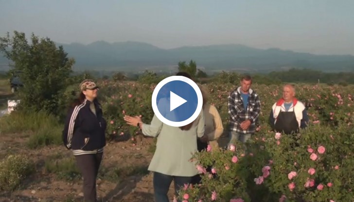 Заради ниските изкупни цени повечето производители на маслодайна роза изрязват растенията