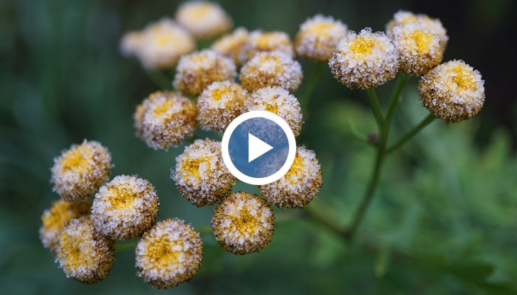 Утре ще има условия за слана в Югозападна България
