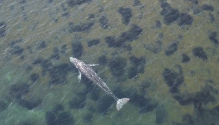 Сив кит беше забелязан край бреговете на френския департамент Вар