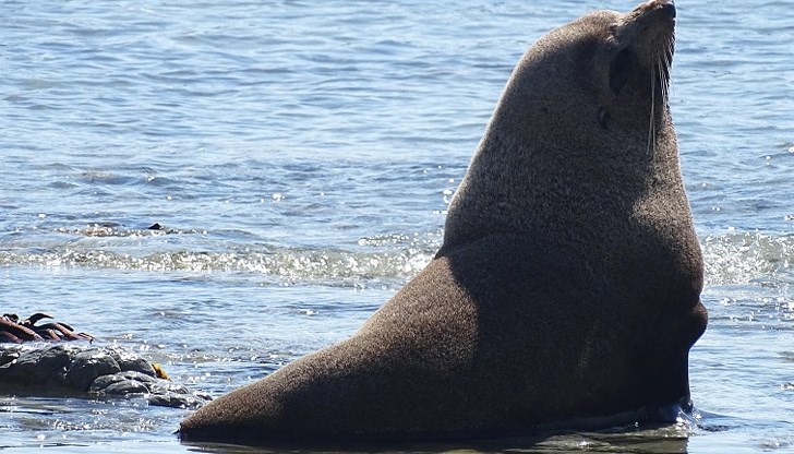50-годишната жена от България е плавала близо до островчето Кира Панагия, когато видяла тюлена и се опитала да се приближи достатъчно, за да погали животното