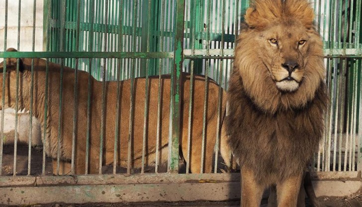Българските лъвове агонизират в ужасни клетки