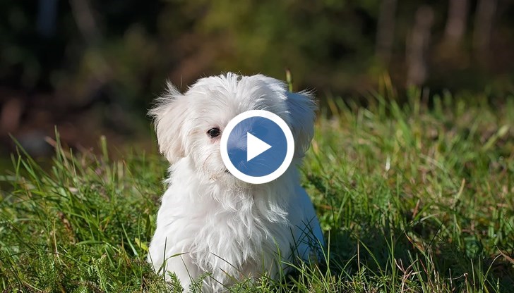 Собственици на животни са подали сигнал до 112. Оттам обаче заявили, че няма извършител и няма какво да се направи