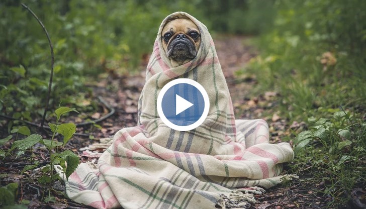 По улиците в Кричим, освен животни, има и табели, които забраняват храненето им