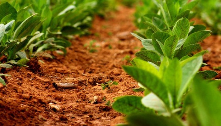 Причината е студената и влажна пролет