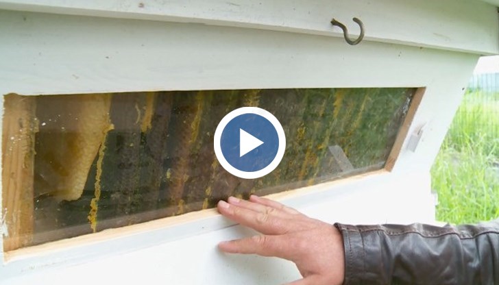 Георги Куртев е собственик на пчелни кошери в селото. Преди дни е забелязал, че в 9 от 10 кошера пчелите са наполовина