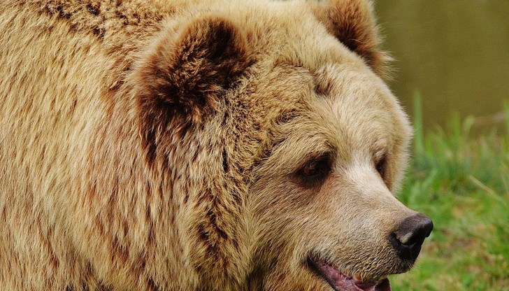 В тази история има един благородник, една мечка, едно убийство и много въпросителни В тази история има един благородник, една мечка, едно убийство и много въпросителни