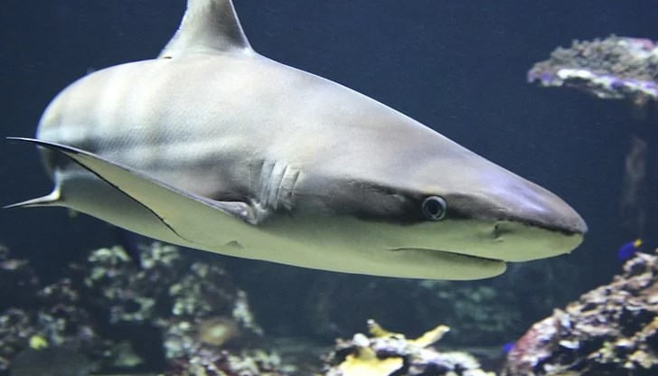 Всяка година в света стават известни нови случаи на нападения от акули на хора
