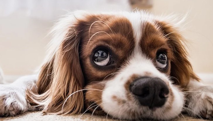 Освен това кучетата имат изключително остро обоняние – то е между 10 000 и 100 000 по-силно от нашето Освен това кучетата имат изключително остро обоняние – то е между 10 000 и 100 000 по-силно от нашето