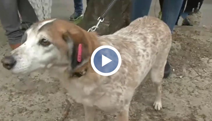 Потърпевшите твърдят, че са подавали сигнали до отговорните институции, но досега резултат няма