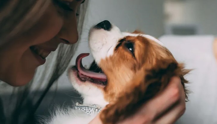 Същински смях се открива при над 60 вида животни