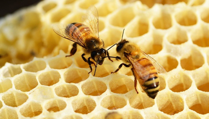 Лондон, Париж, Виена, Берлин са само част от градовете, в които градското пчеларство е широко застъпено