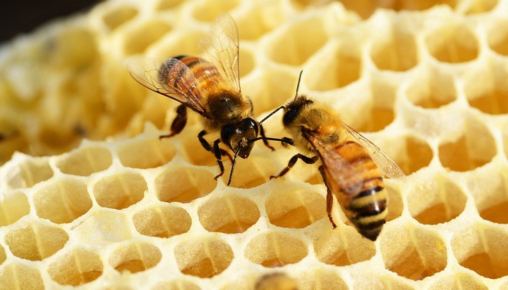 Лондон, Париж, Виена, Берлин са само част от градовете, в които градското пчеларство е широко застъпено Лондон, Париж, Виена, Берлин са само част от градовете, в които градското пчеларство е широко застъпено