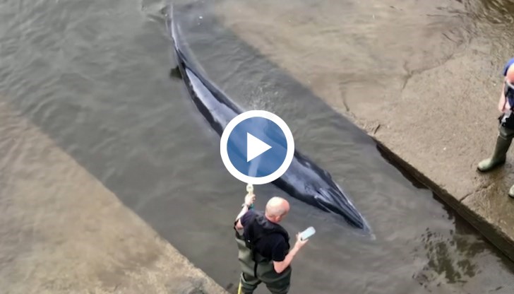 Стотици хора се събраха на брега на реката, привлечени от необичайната гледка