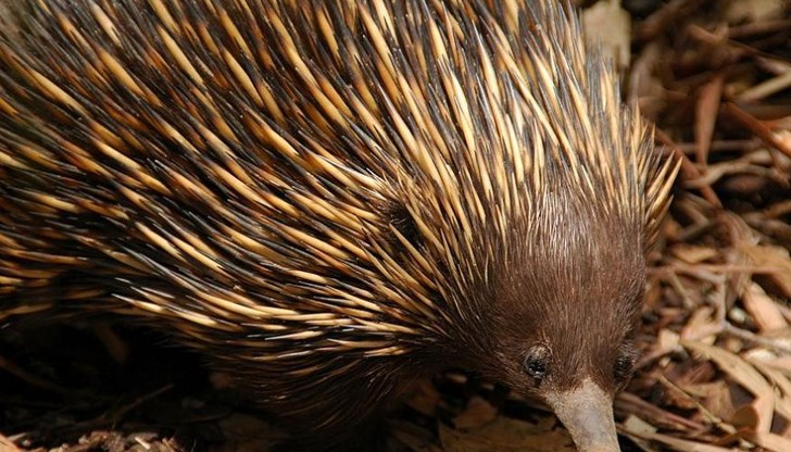 Животинчето няма име, тъй като полът му все още не е определен Животинчето няма име, тъй като полът му все още не е определен