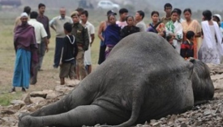 Предполага се, че мълния е причинила смъртта на стадото Предполага се, че мълния е причинила смъртта на стадото