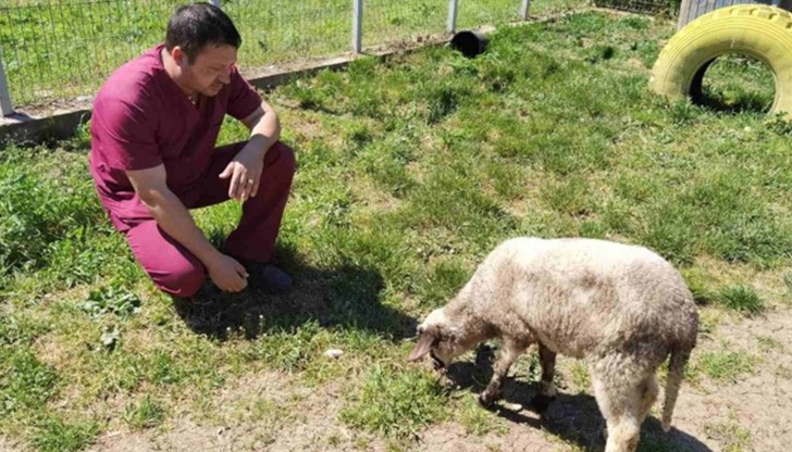 Гошко ще бъде отглеждан на воля в зоокът за спасени животни в Търновско