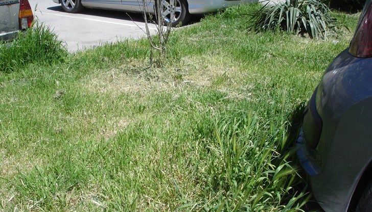 Следващото косене ще е евентуално през есента за съжаление