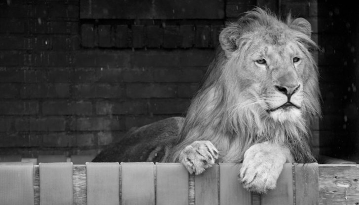 Терез страдаше от неврологични проблеми и влошена бъбречна недостатъчност Терез страдаше от неврологични проблеми и влошена бъбречна недостатъчност