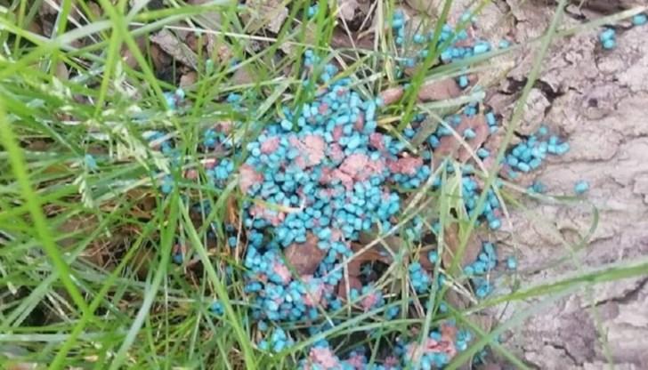 Стопанин сигнализира, че домашният му любимец е погълнал отровата